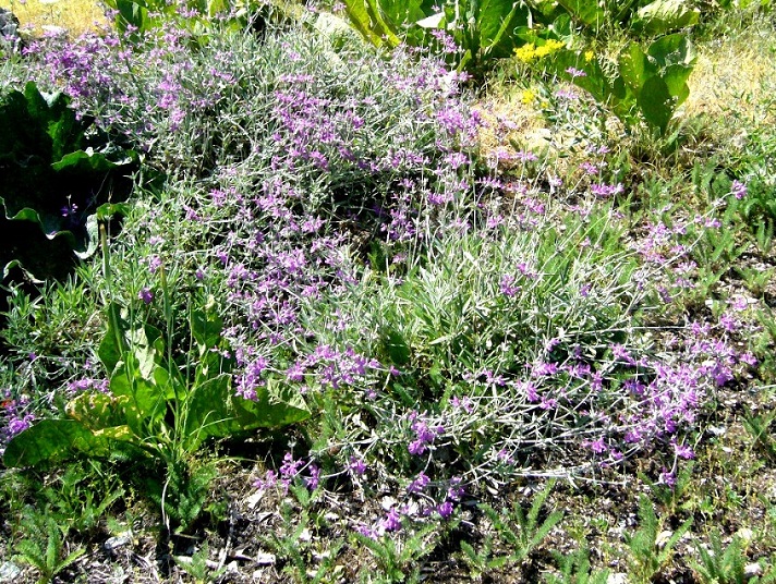 Image of Stachys turcomanica specimen.