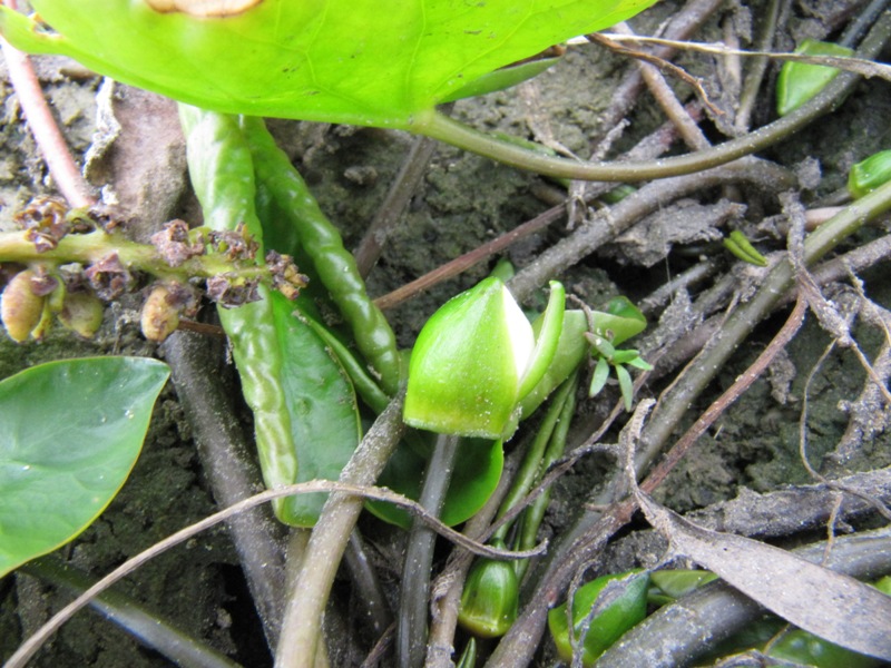 Image of Nymphaea tetragona specimen.