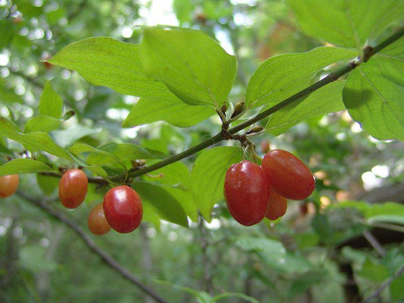 Image of Cornus mas specimen.