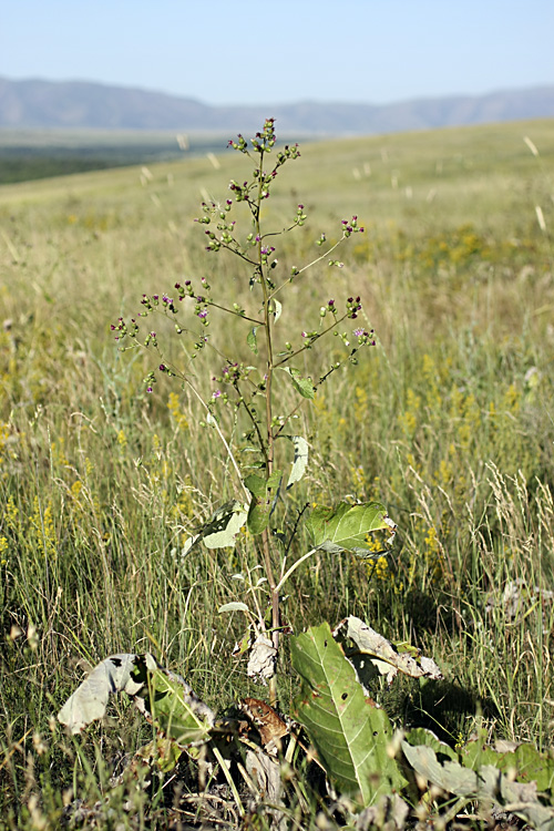 Image of Cousinia umbrosa specimen.