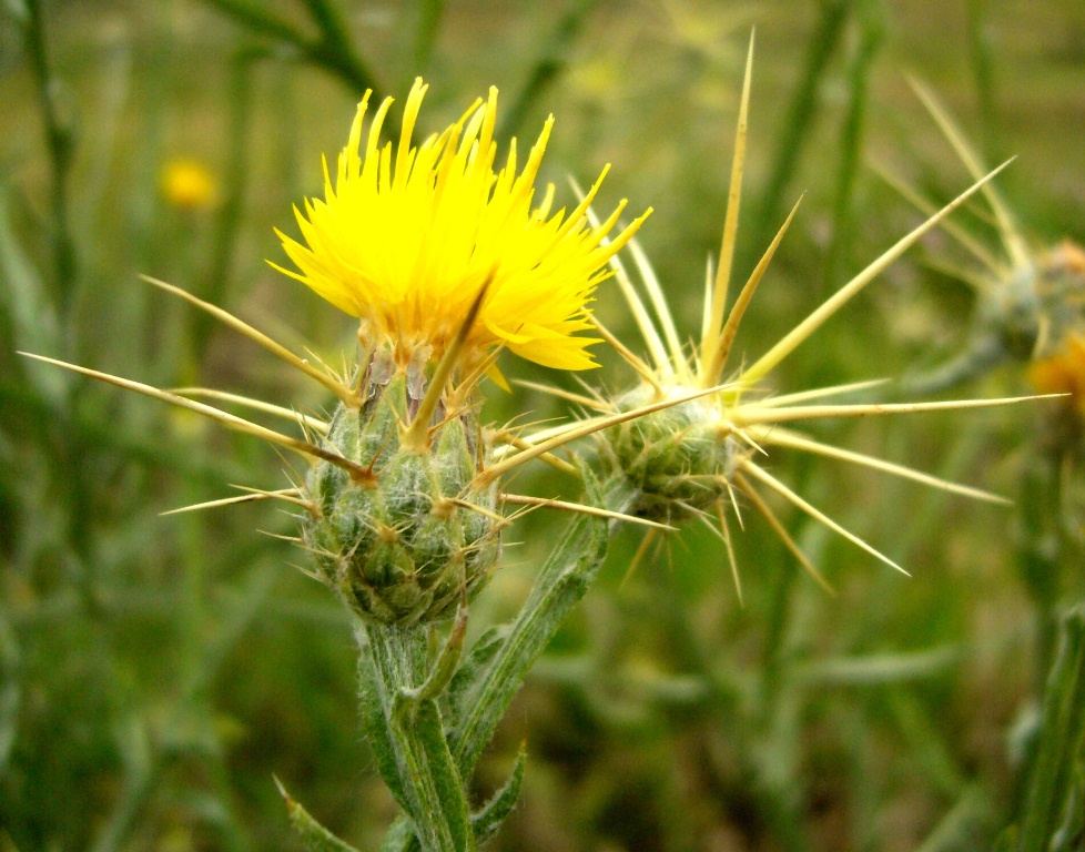 Изображение особи Centaurea solstitialis.