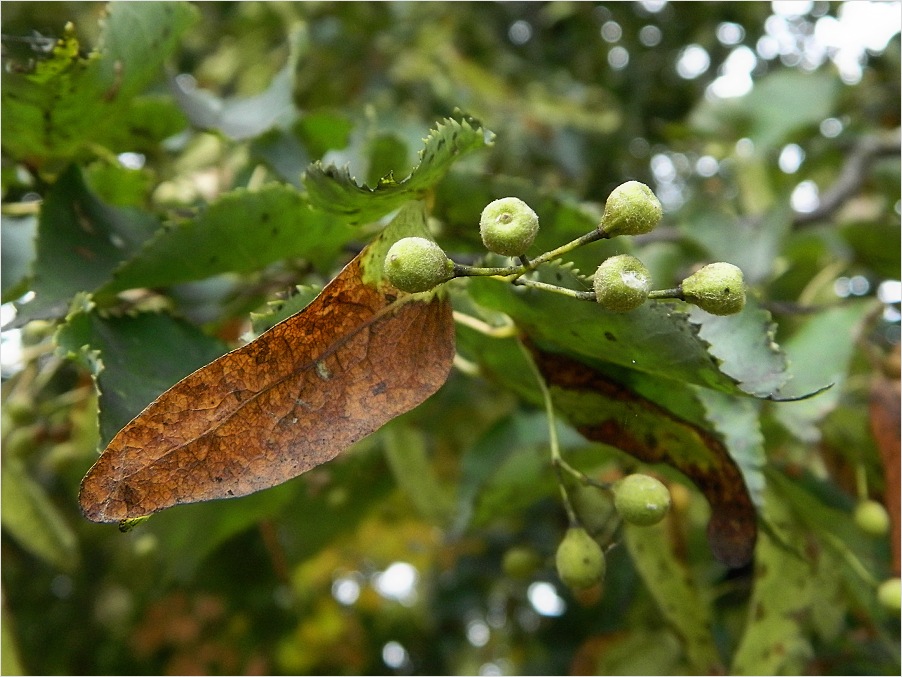 Image of Tilia cordata specimen.