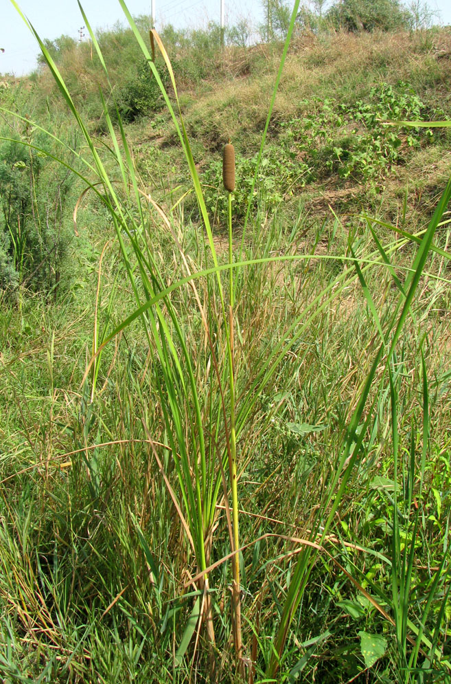 Image of Typha elatior specimen.