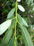 Salix × alopecuroides