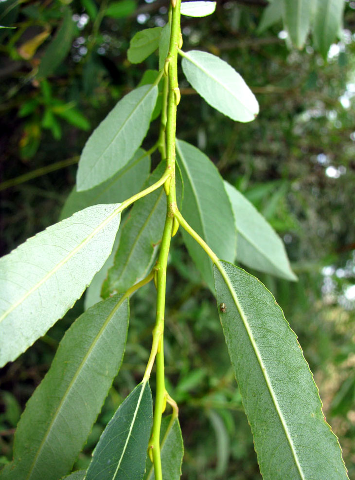 Изображение особи Salix &times; alopecuroides.