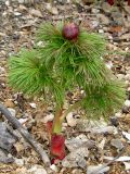 Paeonia tenuifolia. Молодой побег с бутоном. Крым, окр. Ялты, Никитский сад, в культуре из Симферопольского р-на. 11 апреля 2012 г.