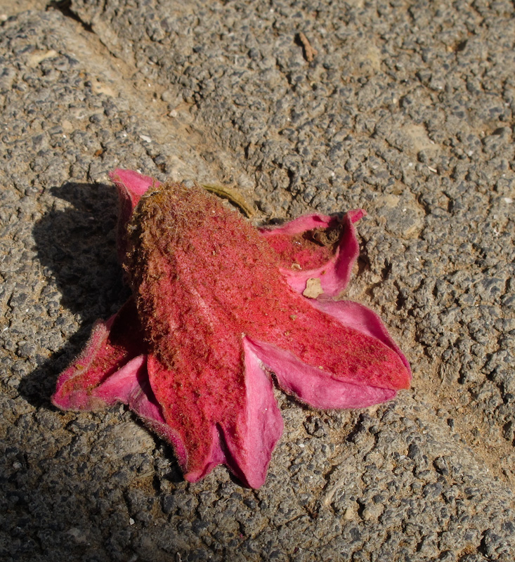 Image of Brachychiton discolor specimen.