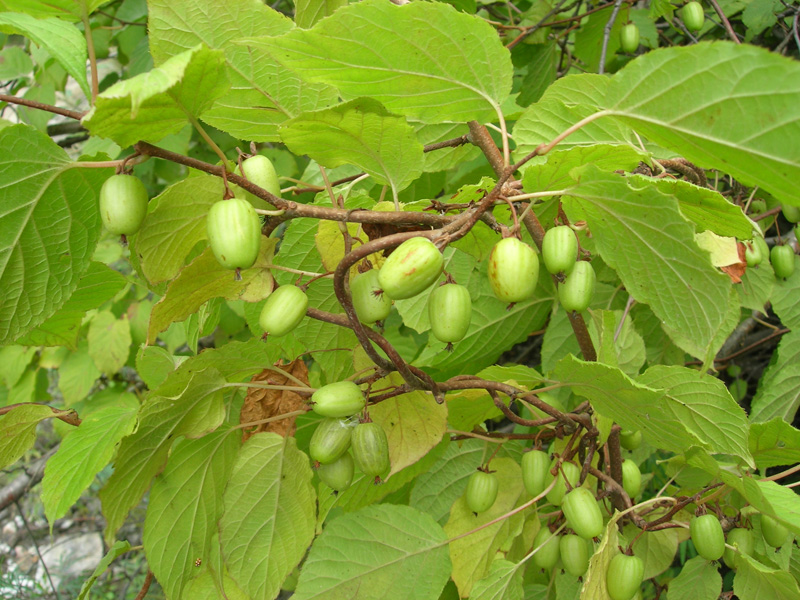 Image of Actinidia kolomikta specimen.