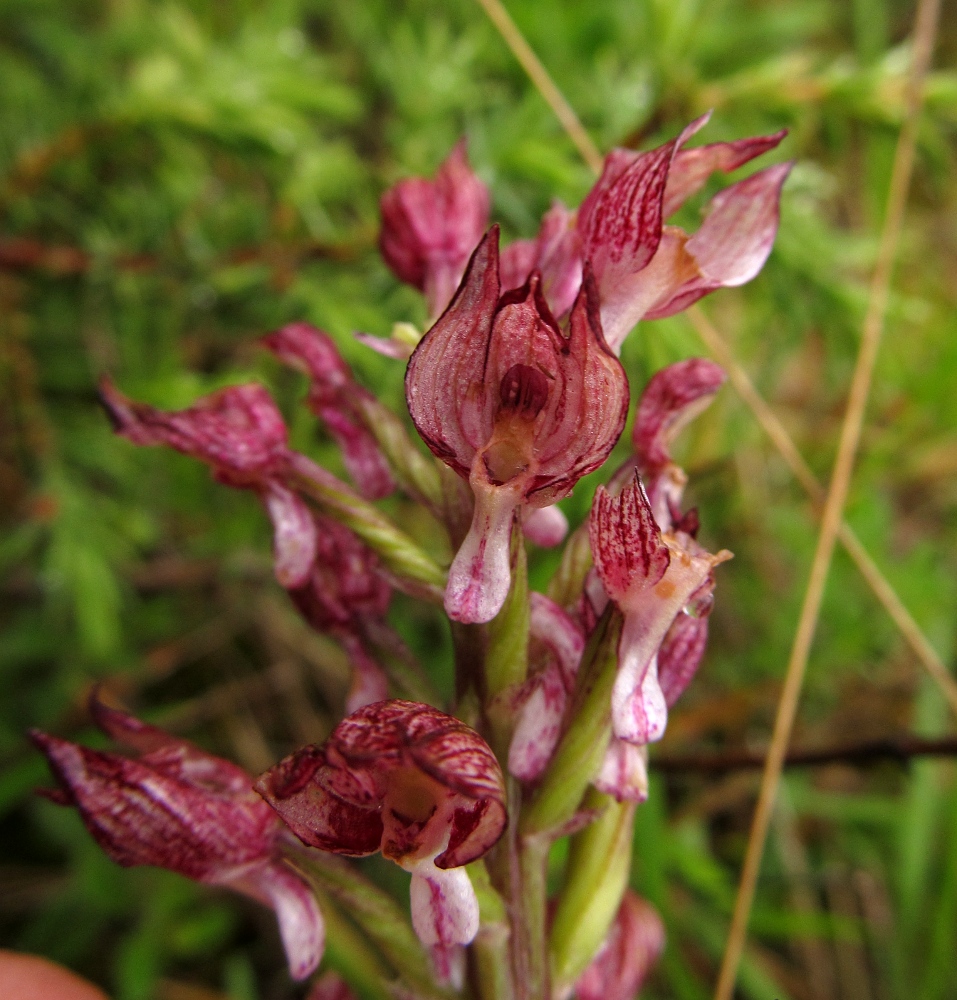 Image of Orchis purpurea specimen.