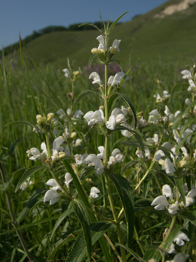 Image of Phlomis pungens specimen.