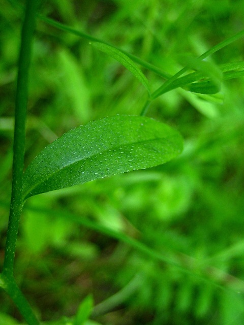 Image of Myosotis cespitosa specimen.