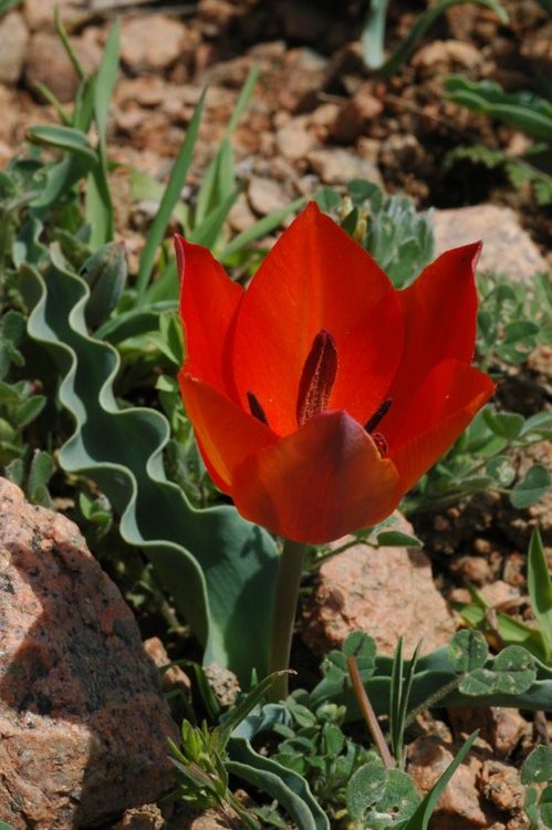 Изображение особи род Tulipa.