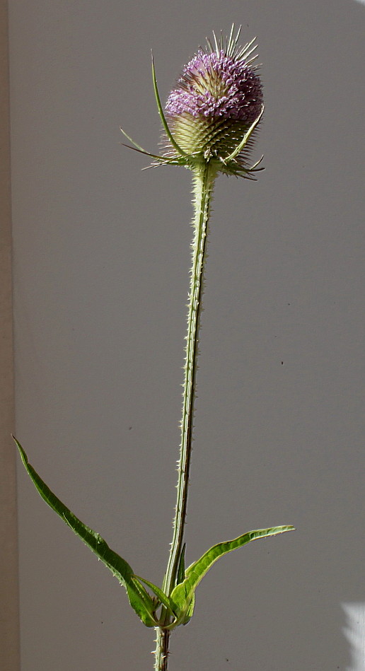 Image of Dipsacus fullonum specimen.