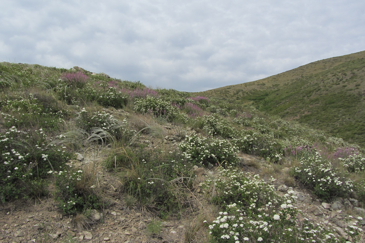 Изображение особи Spiraea trilobata.