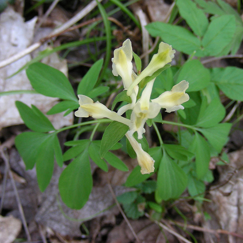 Изображение особи Corydalis marschalliana.