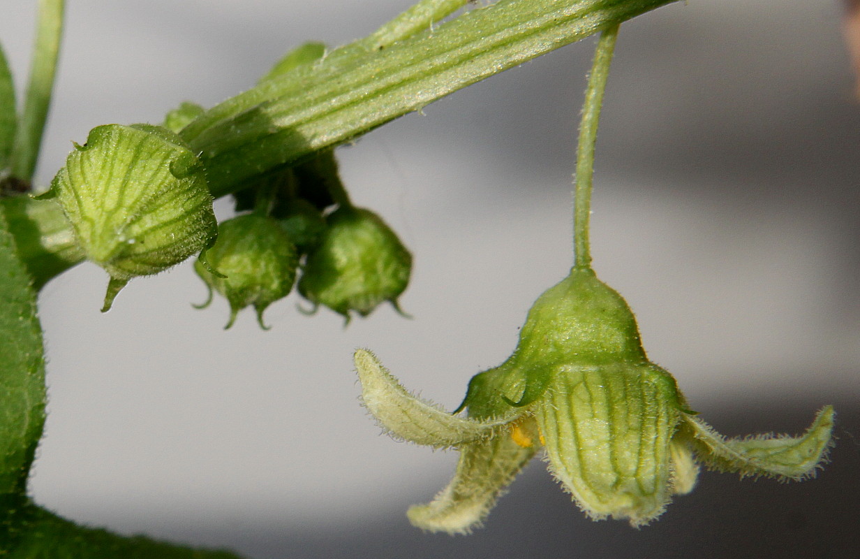 Image of Bryonia dioica specimen.