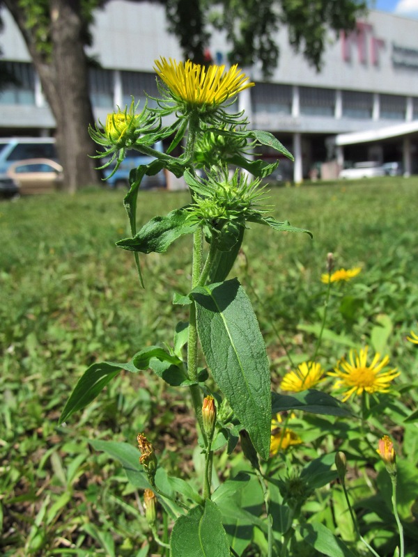 Image of Inula britannica specimen.