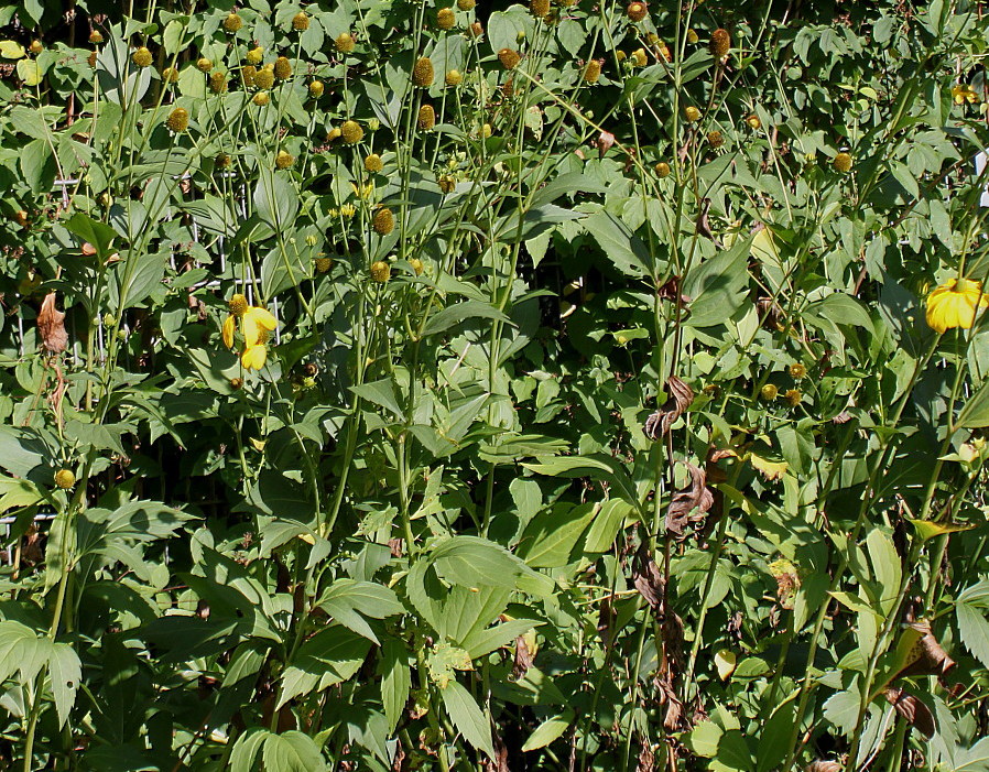 Image of Rudbeckia laciniata specimen.