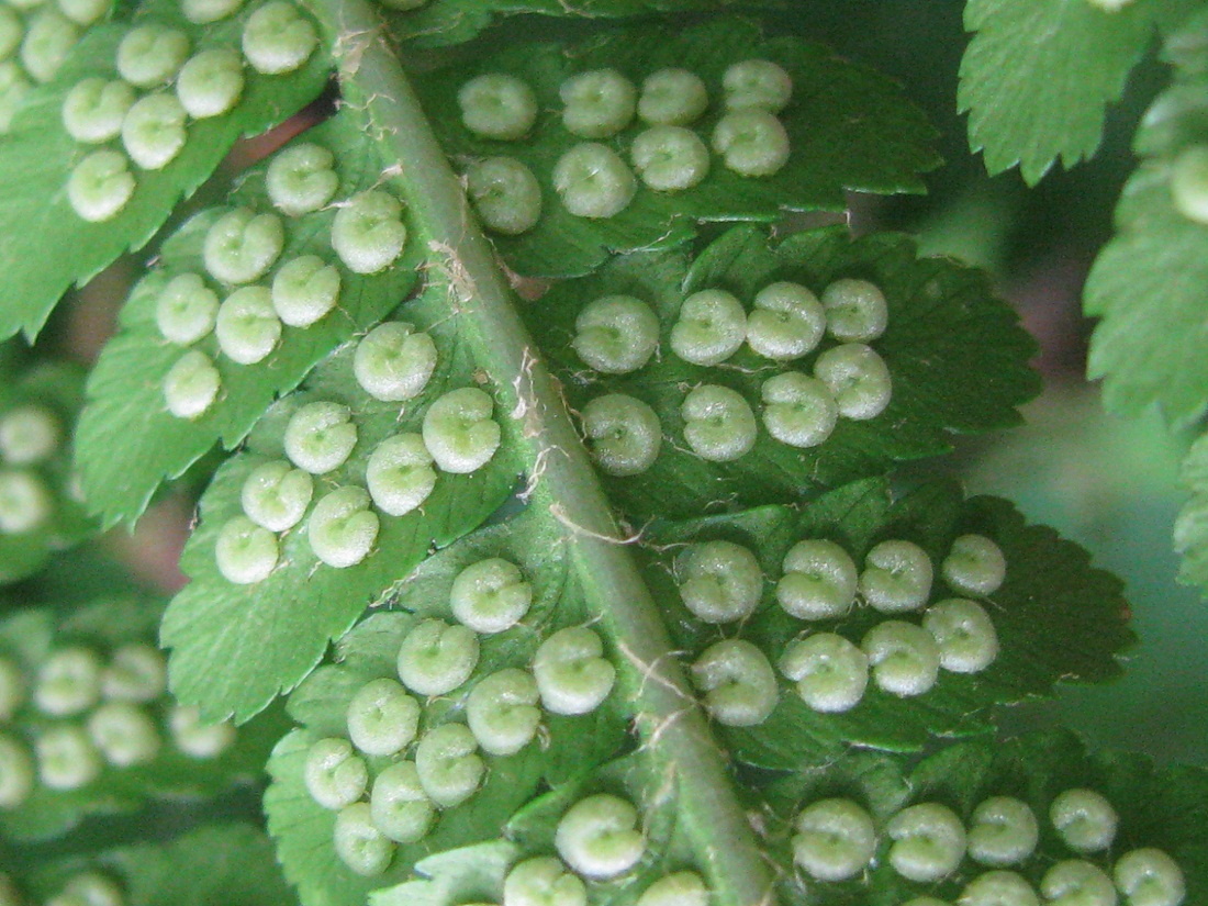 Image of Dryopteris filix-mas specimen.