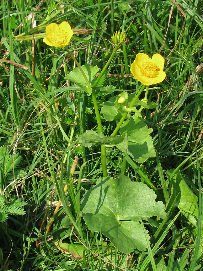 Image of Caltha palustris specimen.