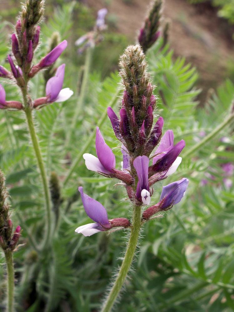 Image of Oxytropis ferganensis specimen.