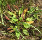 Plantago major