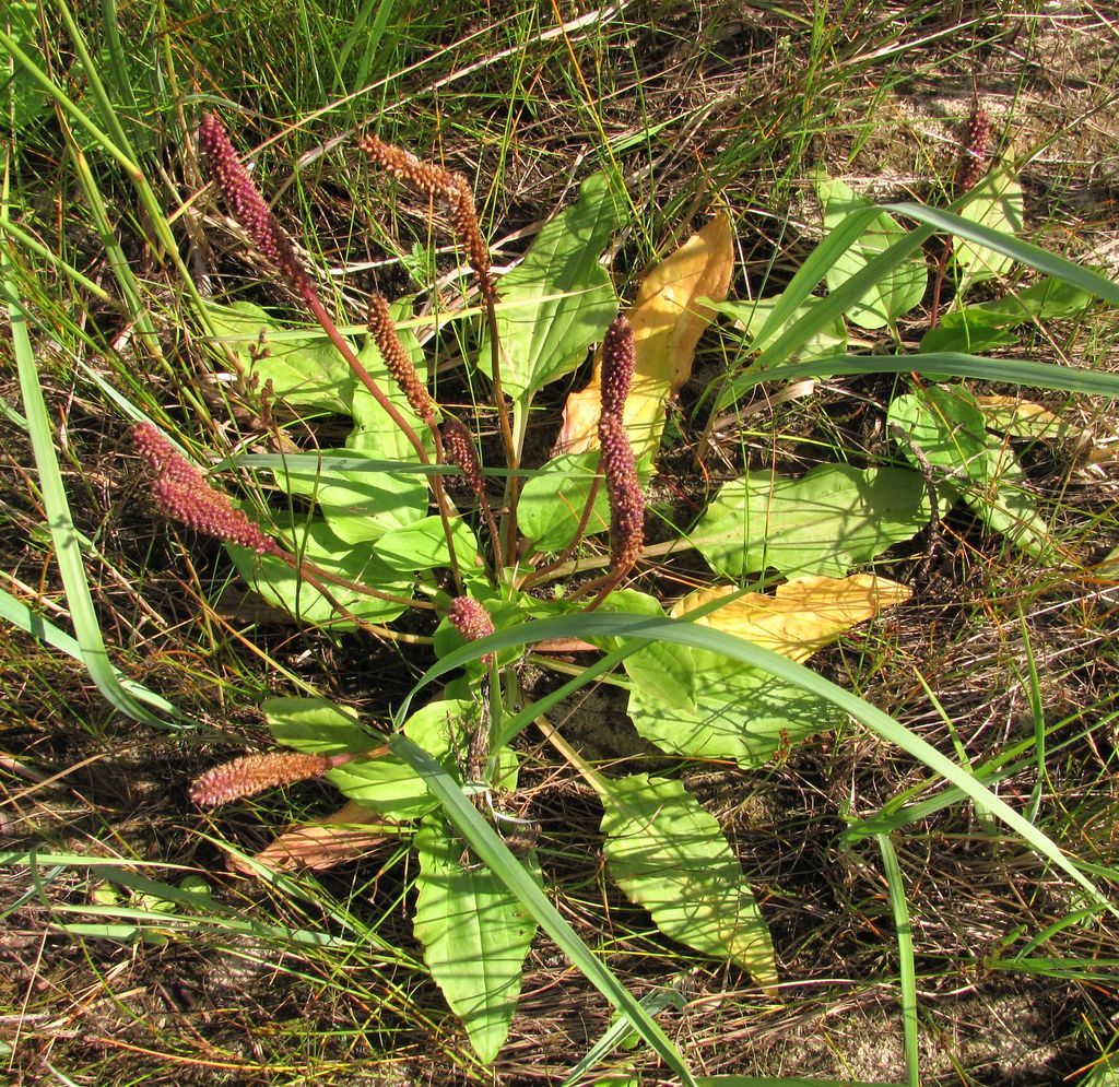 Image of Plantago major specimen.