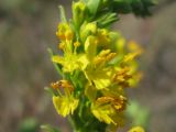 Orthanthella lutea