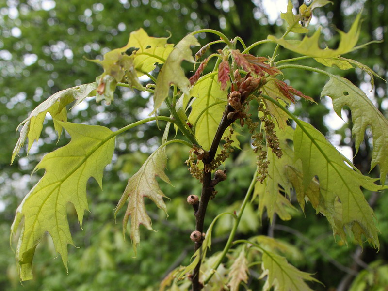 Image of Quercus rubra specimen.