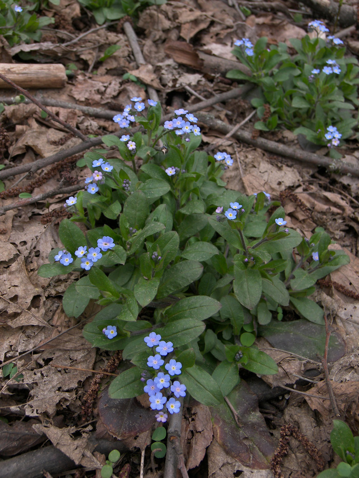 Image of Myosotis amoena specimen.