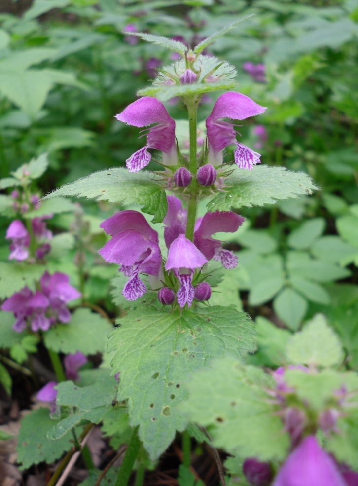 Изображение особи Lamium maculatum.