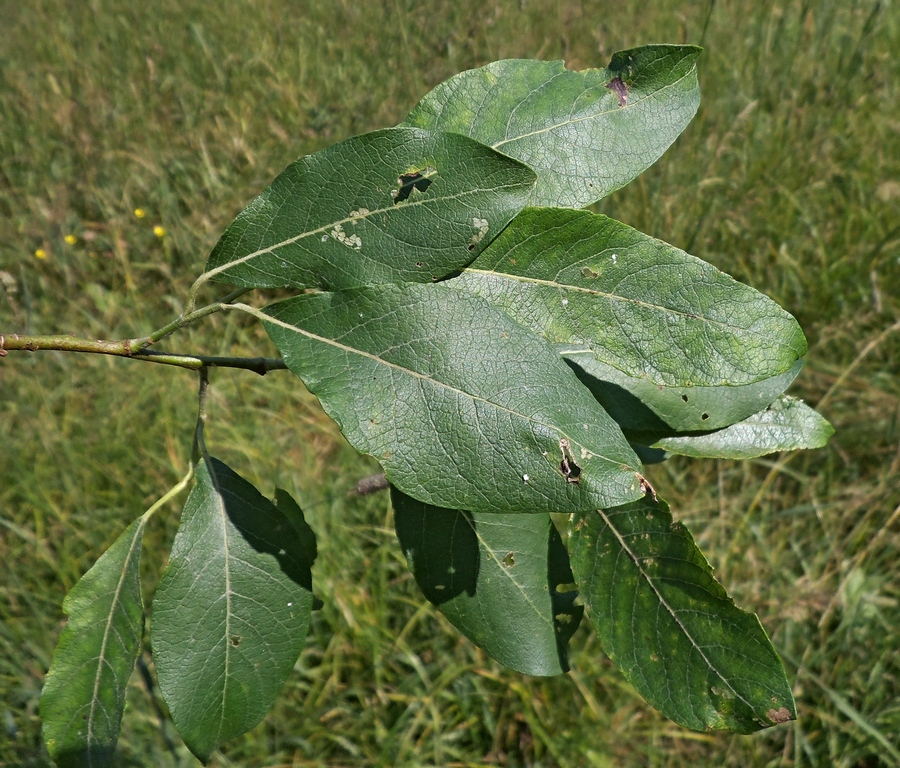 Image of Salix caprea specimen.