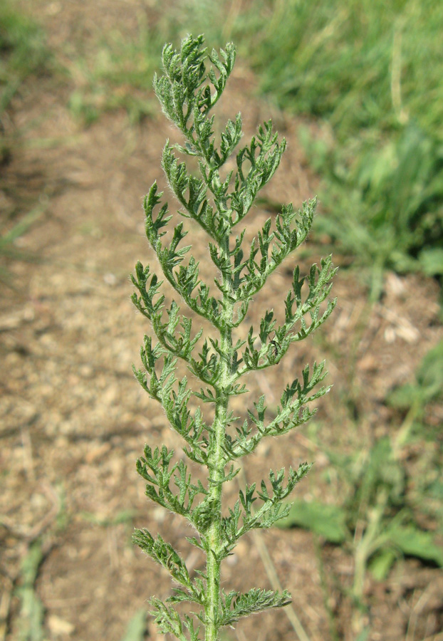 Image of Achillea nobilis specimen.