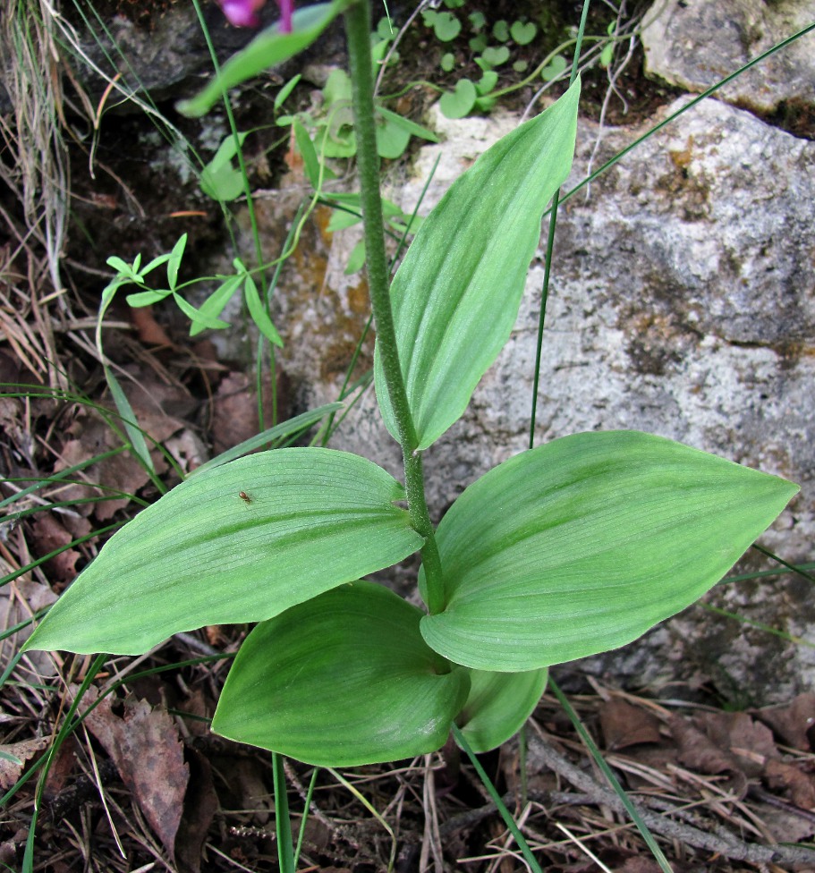 Image of Epipactis atrorubens specimen.