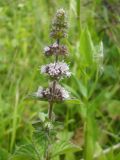 Mentha &times; verticillata