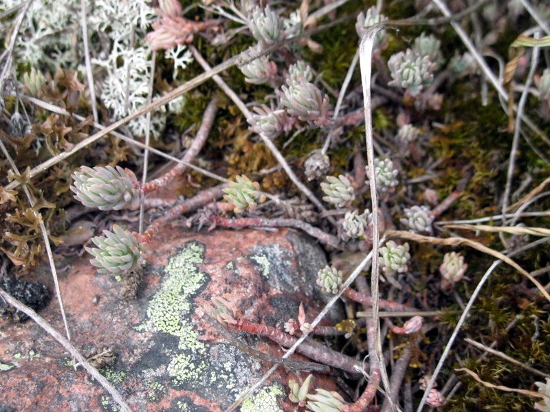 Изображение особи Sedum reflexum.