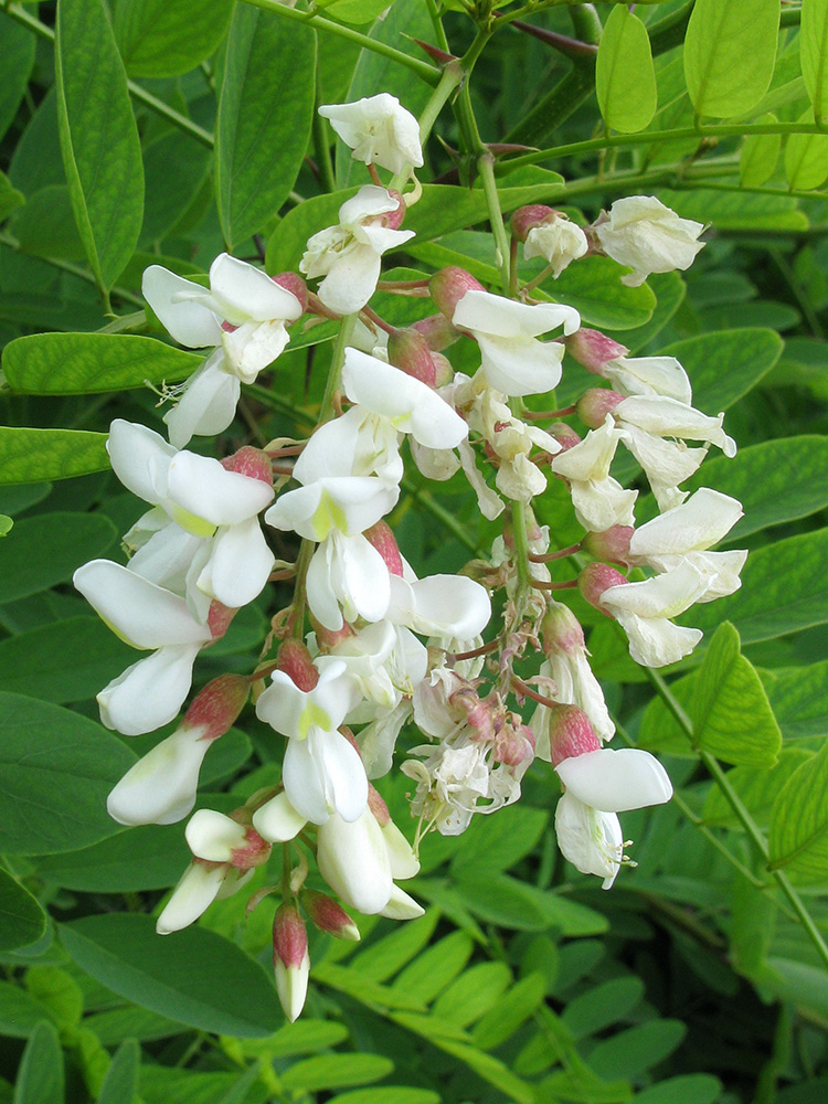 Изображение особи Robinia pseudoacacia.