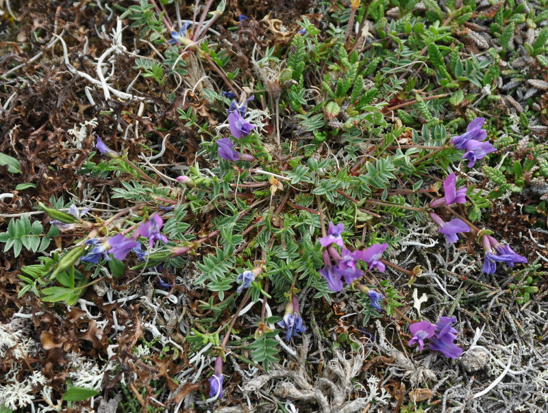 Image of Oxytropis revoluta specimen.