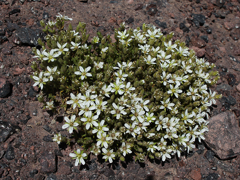 Image of Minuartia inamoena specimen.