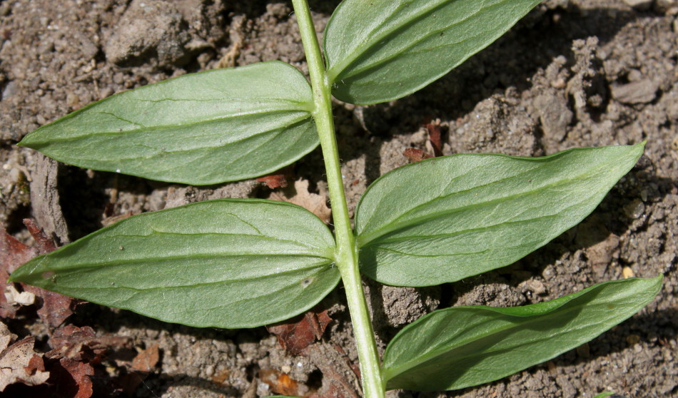 Image of Polemonium caeruleum specimen.