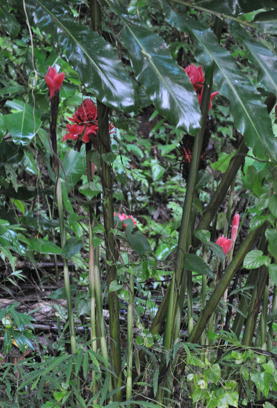 Image of Etlingera elatior specimen.