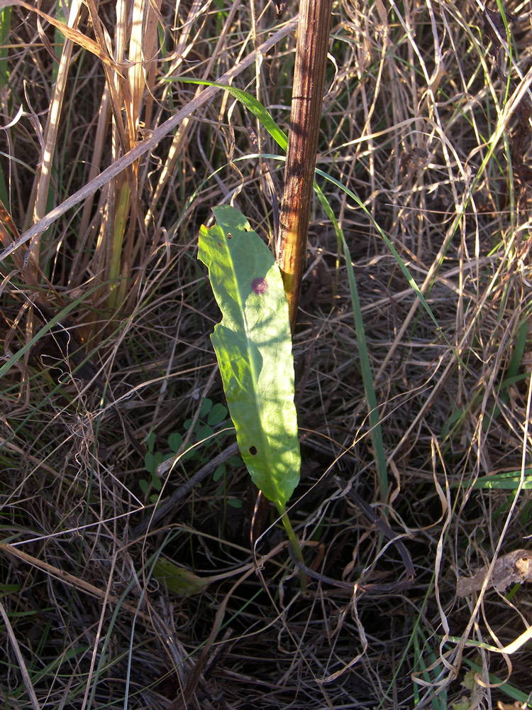 Изображение особи Rumex crispus.