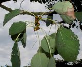 Populus tremula. Средняя часть ветки. Германия, г. Дюссельдорф, Ботанический сад университета. 14.08.2013.