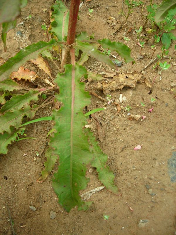 Image of Rumex crispus specimen.