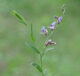 Polygala sibirica. Верхушка цветущего растения. Иркутская обл., Иркутск, устье р. Кая, сосновый бор. 16.06.2009.