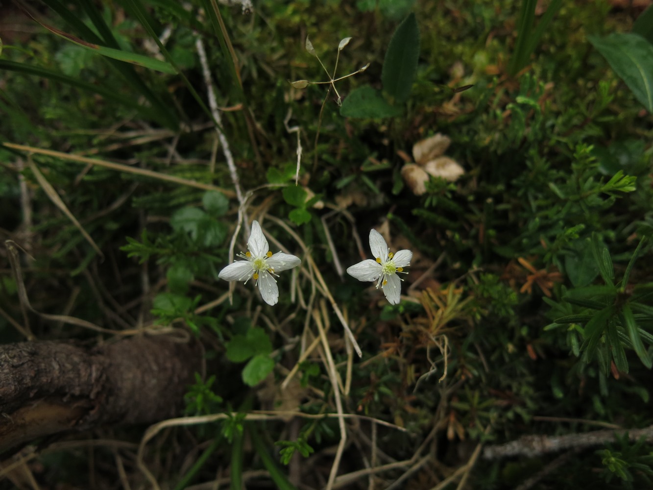 Изображение особи Coptis trifolia.