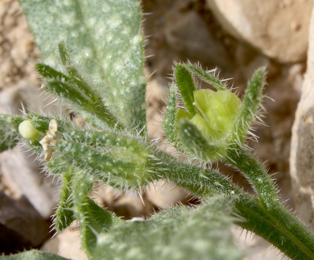 Image of Anchusa aegyptiaca specimen.