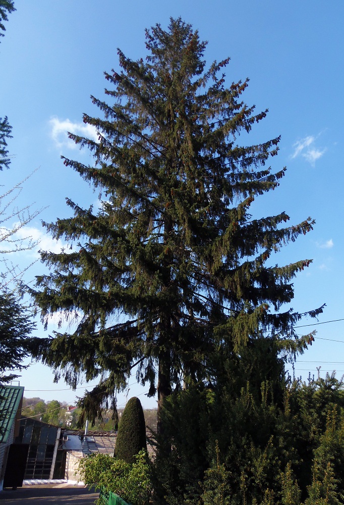 Image of genus Picea specimen.