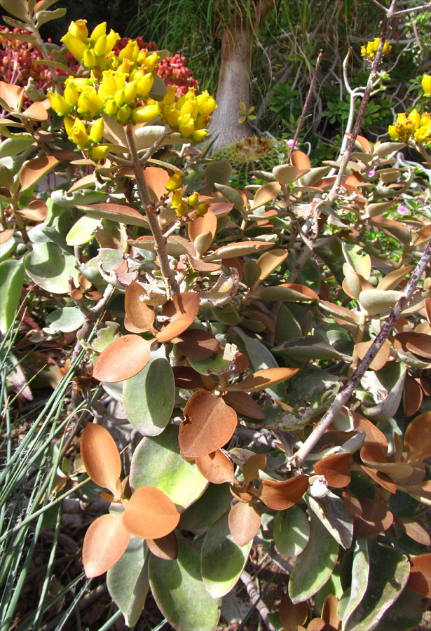 Изображение особи Kalanchoe orgyalis.