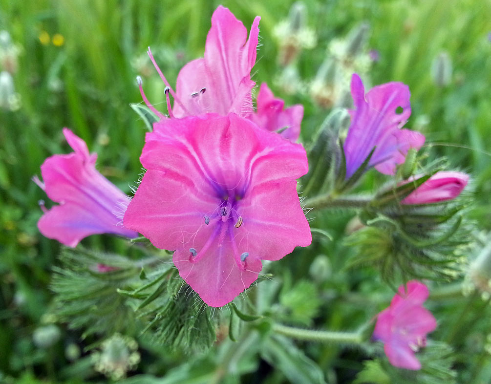 Image of Echium plantagineum specimen.